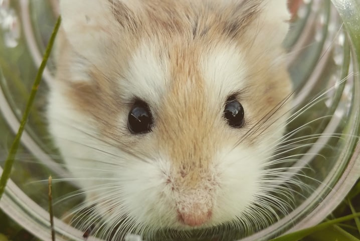 Hamster pode comer arroz? Respondemos à pergunta!