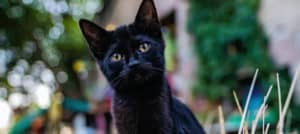 Quiz – Você sabe tudo sobre gatos castrados?