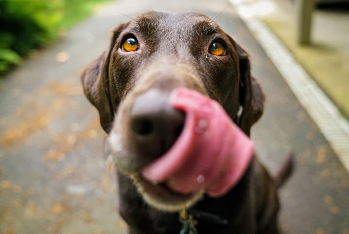 o que fazer para o cachorro parar de lamber meio