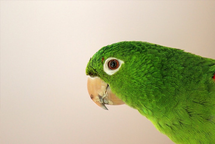 papagaio pode comer abacate