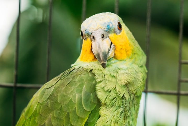 papagaio pode comer kiwi