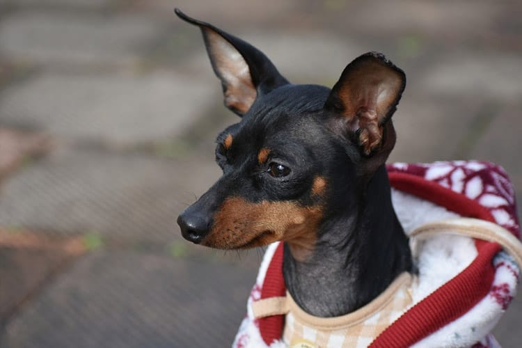 pinscher e bravo
