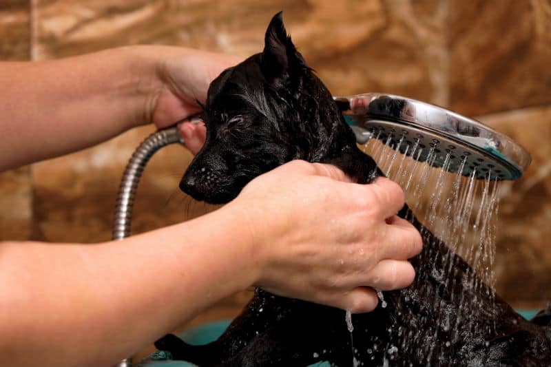 Pode dar banho em cachorro com sabão de coco?