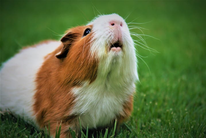 porquinho da india pode comer maça
