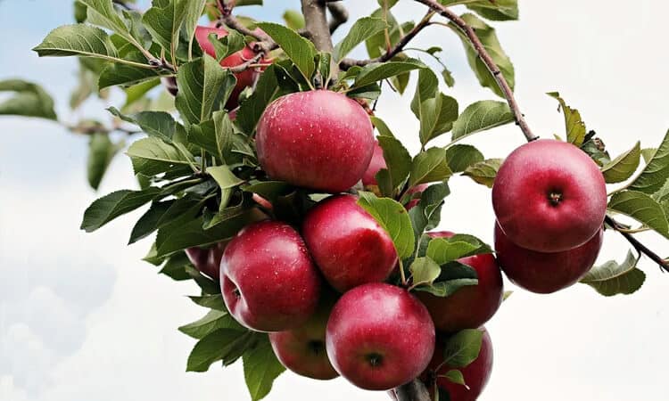porquinho da india pode comer maça