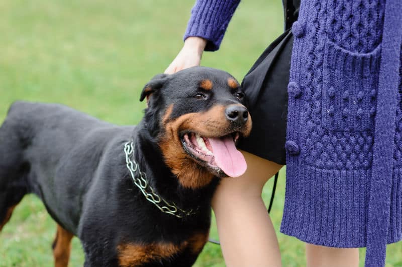 rottweiler personalidade