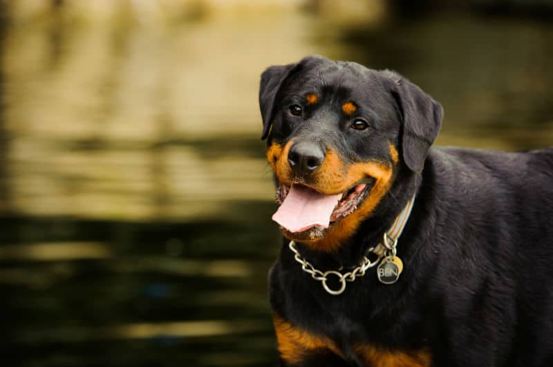 rottweiler cores