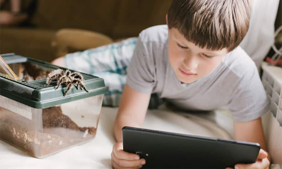Menino olhando tablet ao lado de tarântula doméstica.