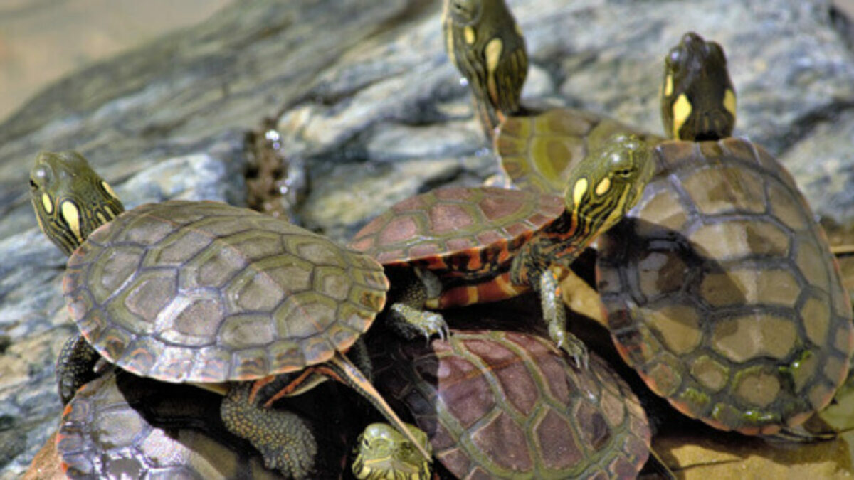 Imagem para blog 2 2