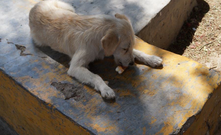 cachorro pode comer osso de galinha