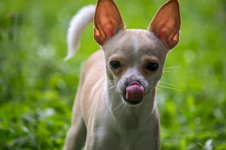 cachorro pode comer osso de galinha
