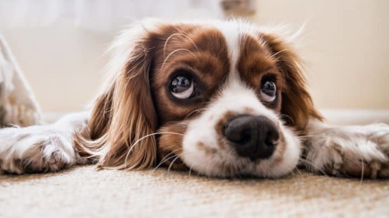 Qual a raça de cão que late menos?