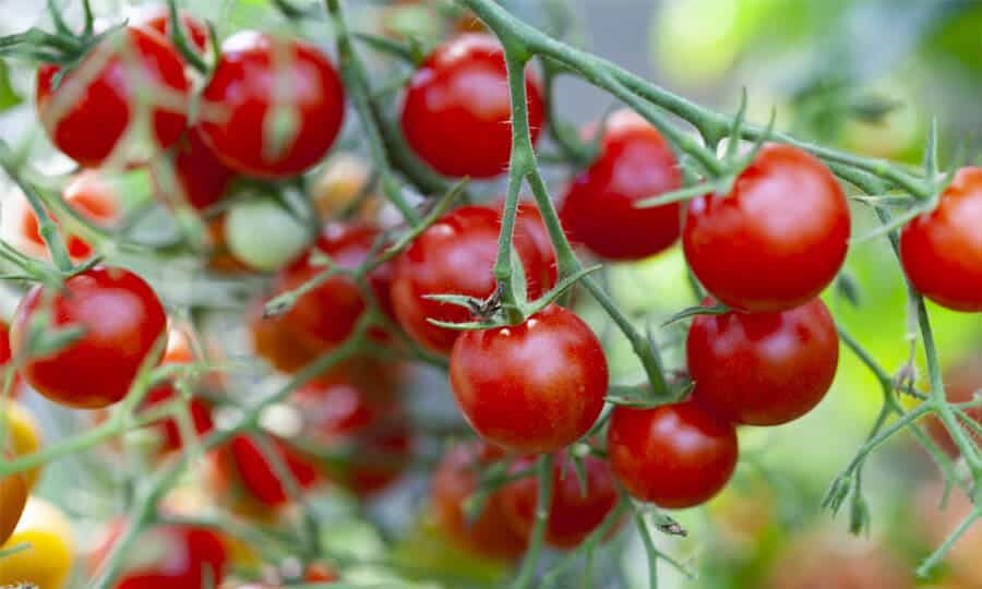 Como fazer muda de tomate? Veja um passo a passo