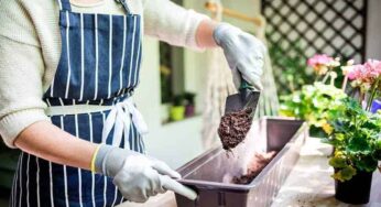 Como plantar manjericão em casa e tê-lo sempre à mão?