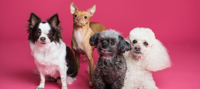 Quiz – Você sabe a origem dessas raças de cães?