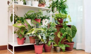 Conheça 4 tipos de singônio e renove seu jardim