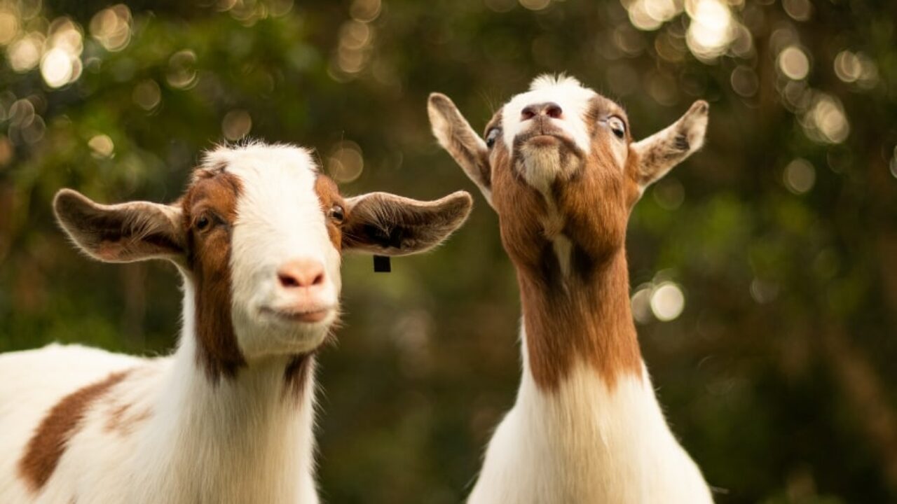 Qual é a diferença entre ovelha e cabra? I Petz