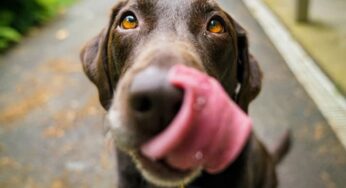 Quer saber se cachorro pode comer casca de mamão?
