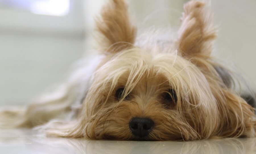 Cachorro yorkshire deitado