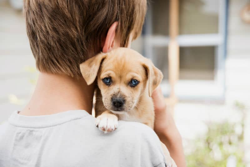 Você sabe o que faz um cão terapeuta? Descubra agora!