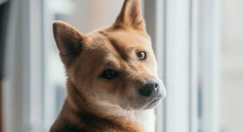 Cinomose canina: o que é, como tratar e prevenir?