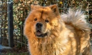 Como dar banho em Chow Chow filhote?