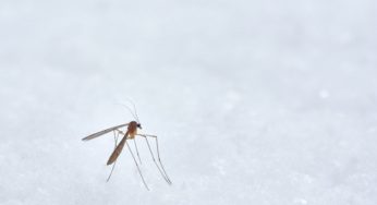 Xô, mosquito! Aprenda como espantar pernilongo!