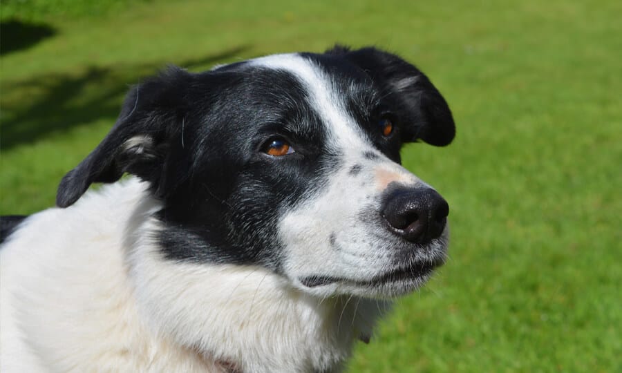 border collie personalidade