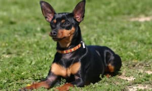 Como fica o cruzamento de Pinscher com vira-lata?