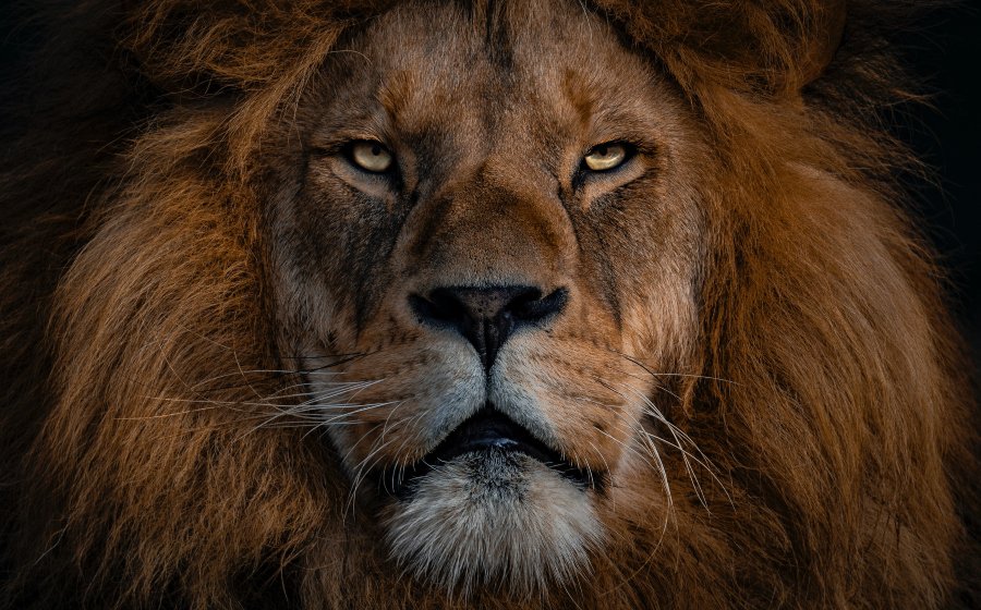 20 curiosidades sobre leão que surpreendem