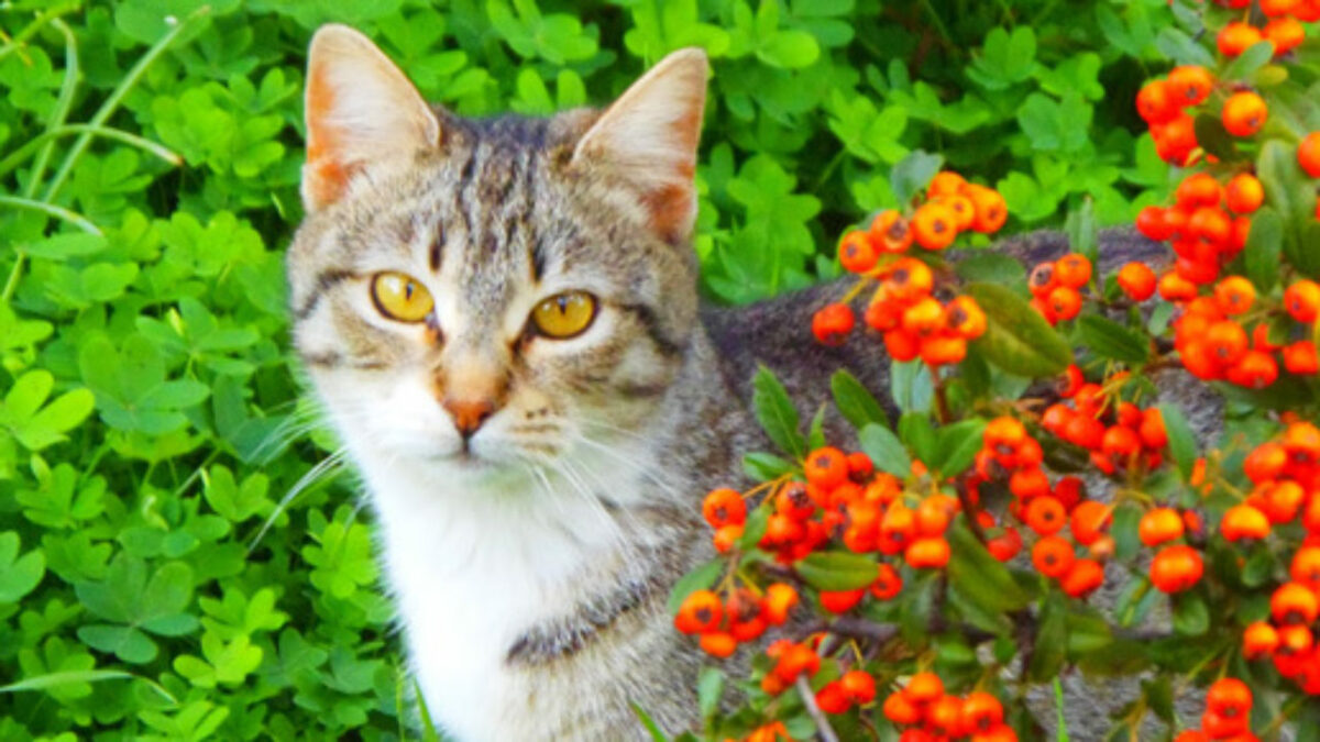 imagem para blog 2 1