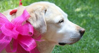 Nomes para cachorro fêmea: encontre um perfeito para ela!