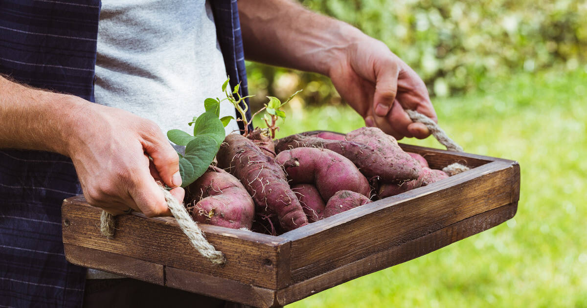 Aprenda como plantar batata-doce na água