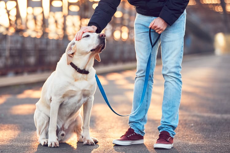 Cachorro labrador em passeio com o tutor.