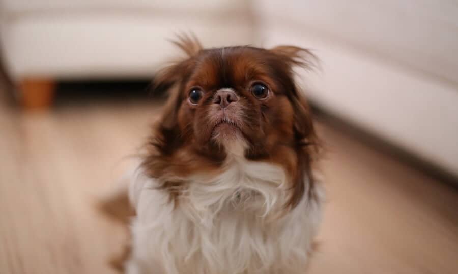 Cachorro com pelos branco e marrom sentado no chão da cozinha.