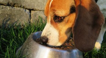 Cachorro pode comer casca de uva? Veja detalhes