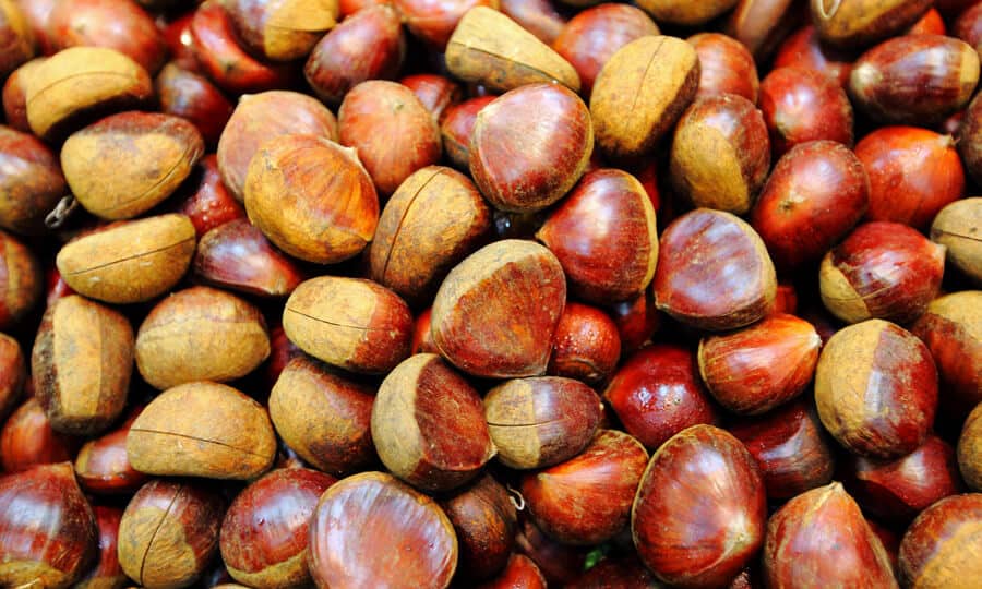 Several chestnuts together.