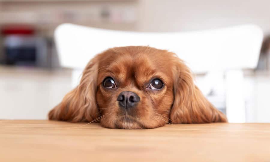 cachorro pode comer casca de uva