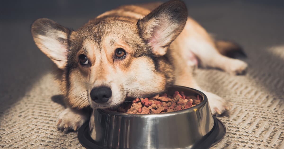 É possível ficar sem comer por 10 dias? Quais seriam os efeitos