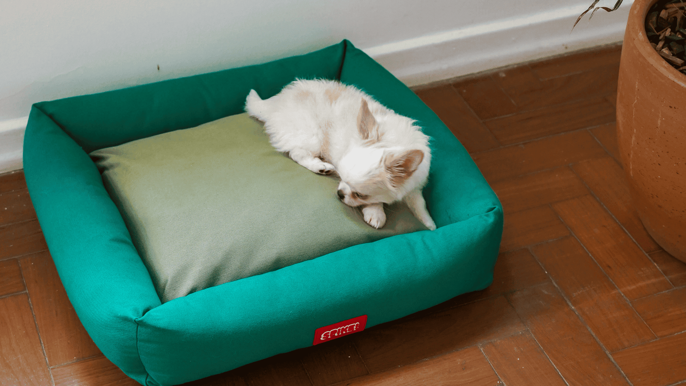 Quais são os melhores tipos de cama para cachorro? 1 cama cachorro2 1 1