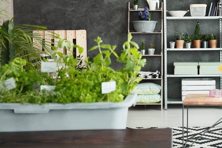 Vaso de plantas em apartamento