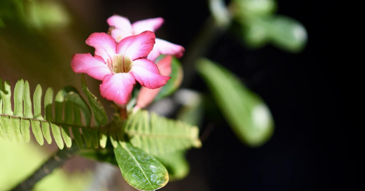 Como plantar rosa-do-deserto: descubra aqui | Petz