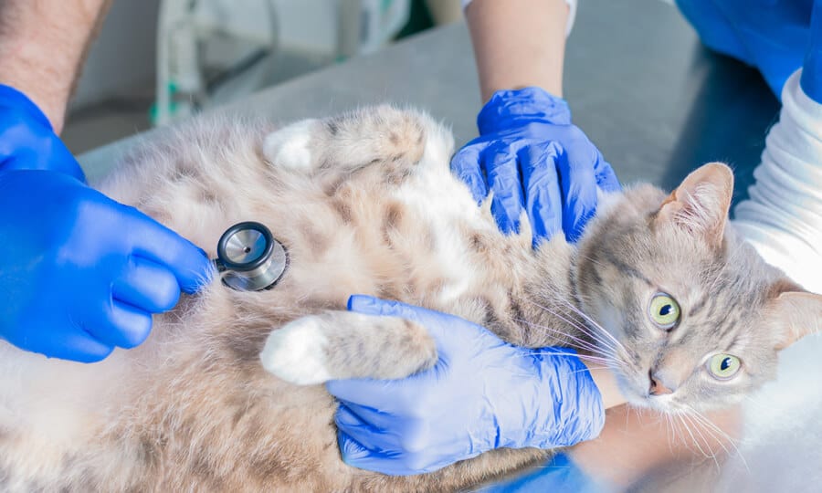 Gato sendo examinado por veterinários.