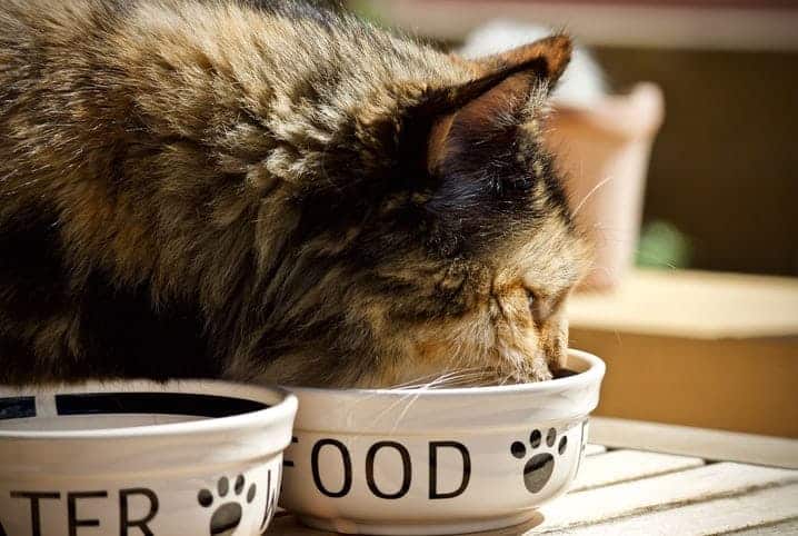 gato comendo ração em pote.