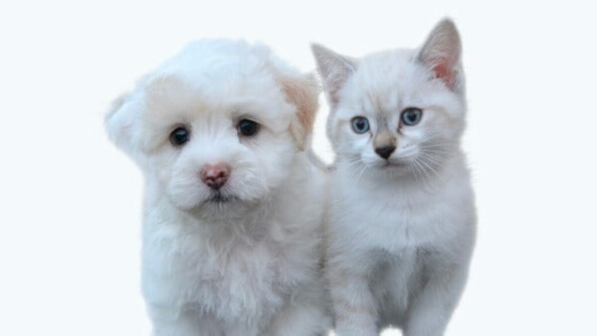 imagem para blog 2 3