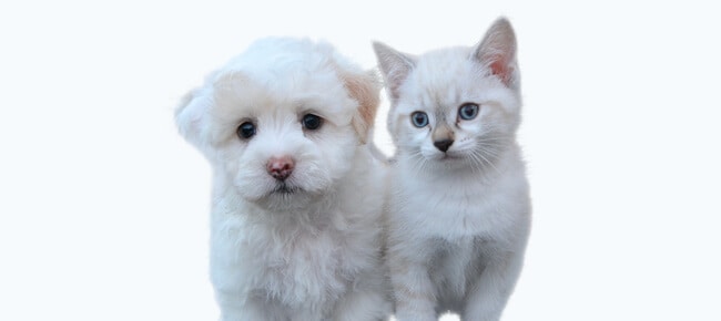 Monte uma salada de frutas e descubra se você seria um cachorro ou um gato!