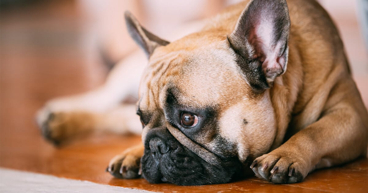 Cachorro deitado no chão com um olhar triste.