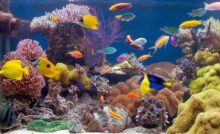 Peixes no aquário.
