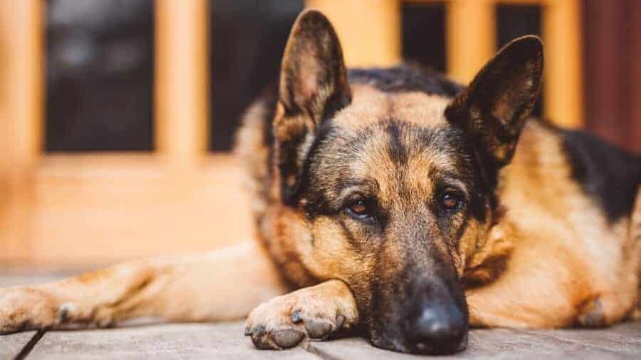 Qual cachorro é mais protetor com seu dono, o pastor alemão ou o