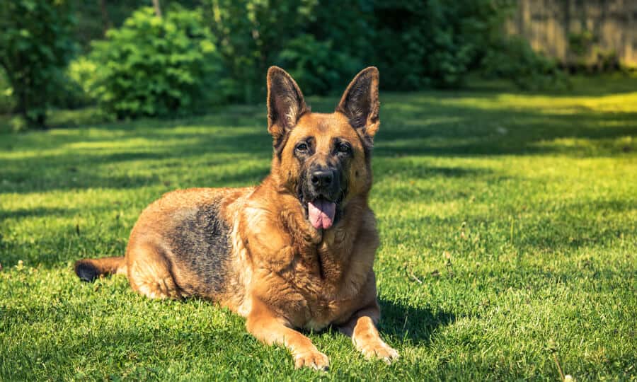 Cachorro da raça Pastor Alemão deitado na grama com a lingua de fora